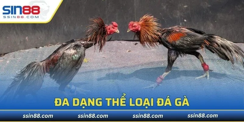 Đa dạng thể loại đá gà