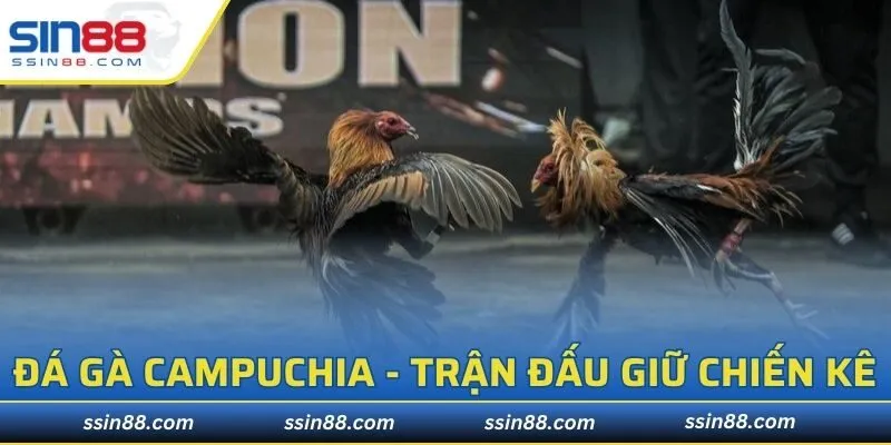 Đá Gà Campuchia