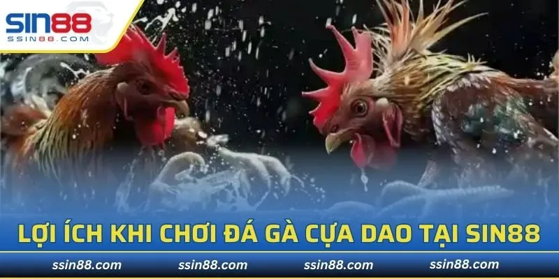 Lợi ích khi chơi đá gà cựa dao tại SIN88