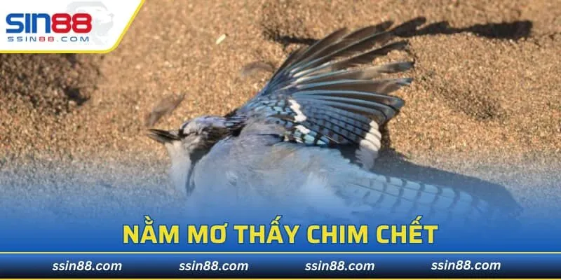 Nằm Mơ Thấy Chim Chết
