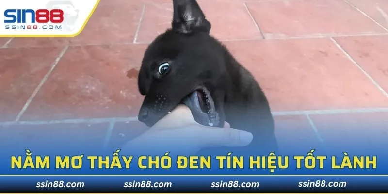 Nằm Mơ Thấy Chó Đen